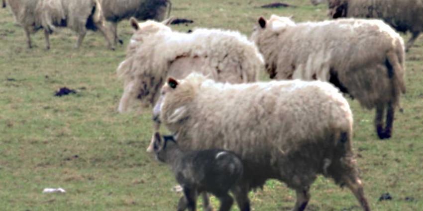 100 dode schapen en lammeren aangetroffen bij veehouder Friesland