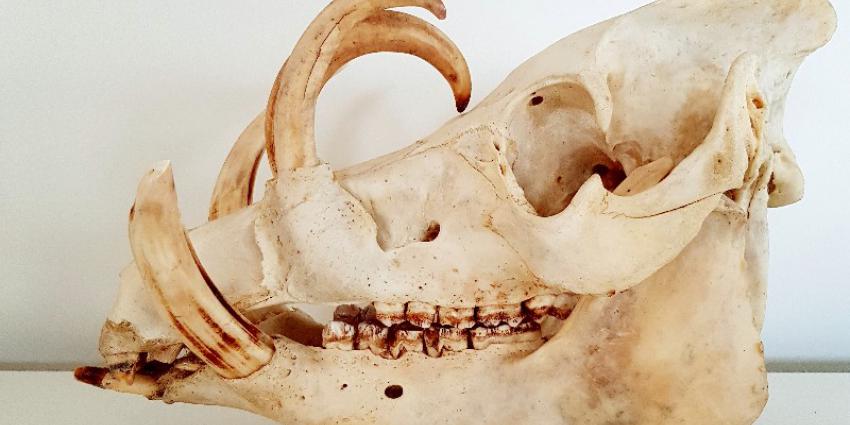 Waar zijn 103 zaagviszagen en 59 hertzwijnschedels gebleven?