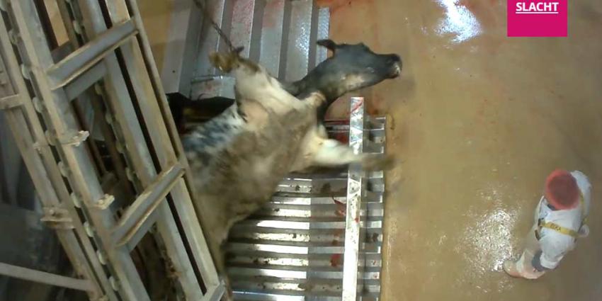 Opnieuw dierenleed in Belgisch slachthuis