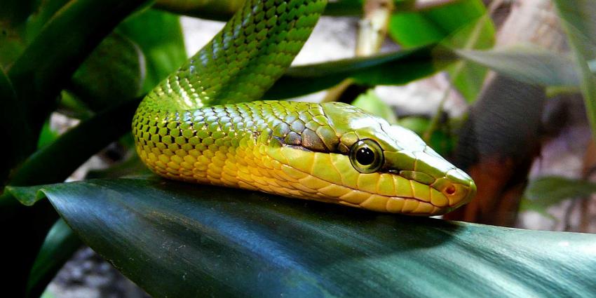 slang-groene-mamba-koraalslang