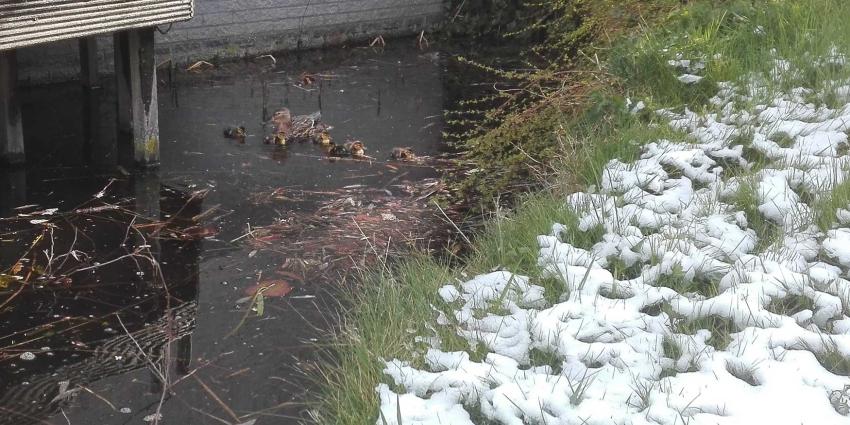 sneeuw-winter-eend-pulletjes-lente