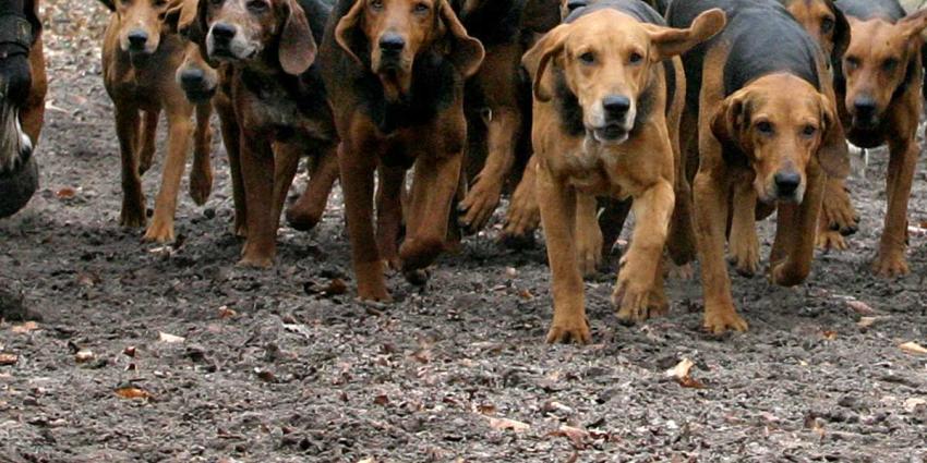 Lijk door speurhonden aangetroffen in bossen bij Ulvenhout