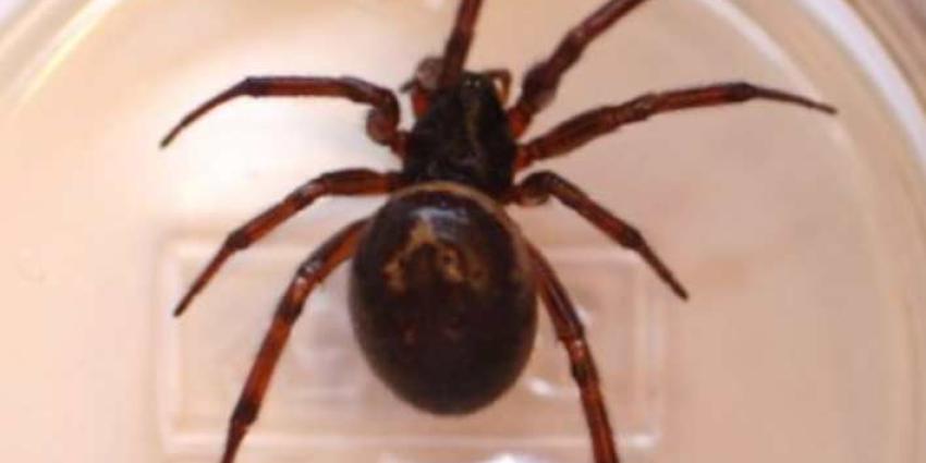 Supergen maakt van spin een machoman