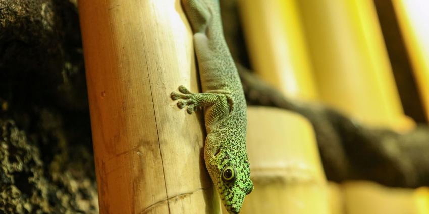 Daggekko jong verkent het verblijf
