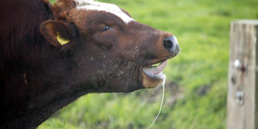 Ontsnapte stier doet rondje Amsterdam