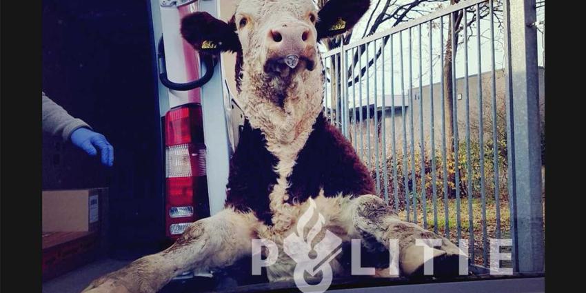 Klemgereden stier geeft zich over en legt poten op motorkap politieauto