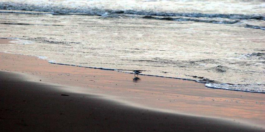 strand-zee-meeuw