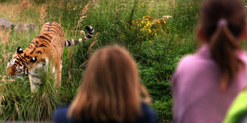 WNF:mens verantwoordelijk voor drastische afname wilde dieren