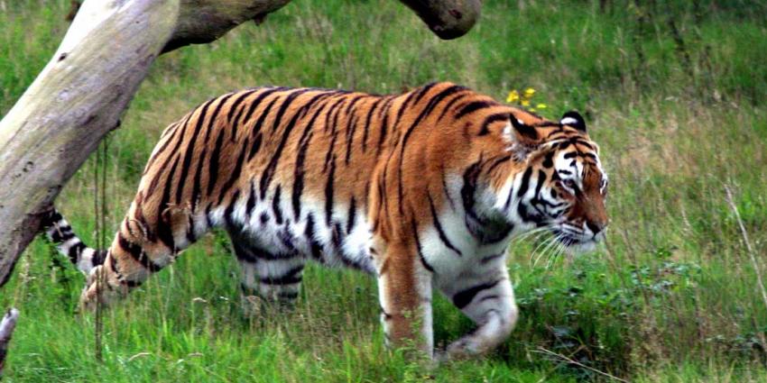 Nederlander weet in Nepal aan tijger te ontsnappen 