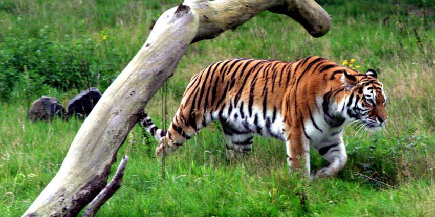 tijger-natuur