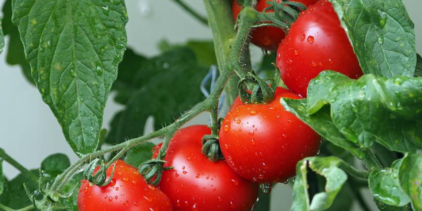 Tomaten aan rank