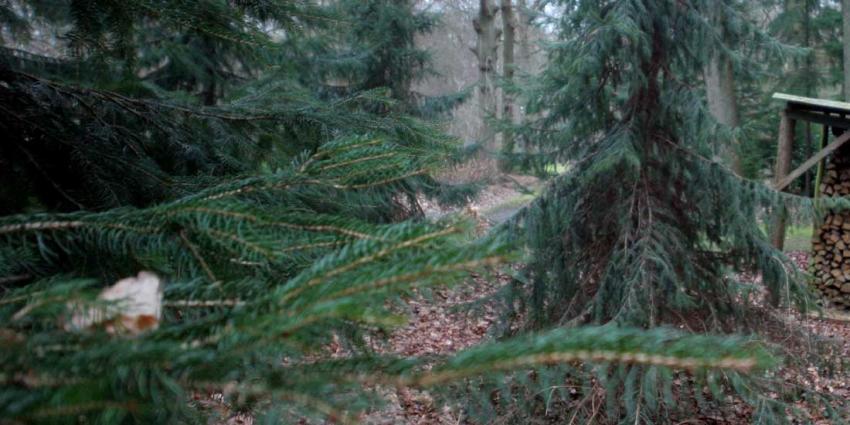 'Kindergrafjes blootgelegd in tuin van kasteel in Breda'