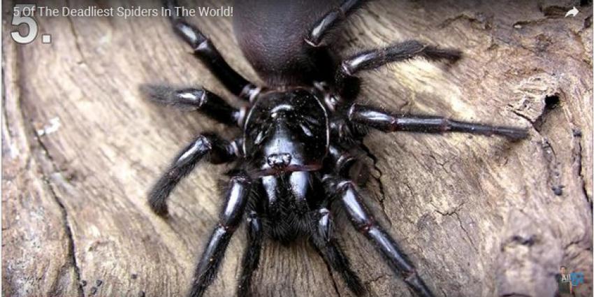 Jongetje (10) overleeft beet dodelijkste spin ter wereld