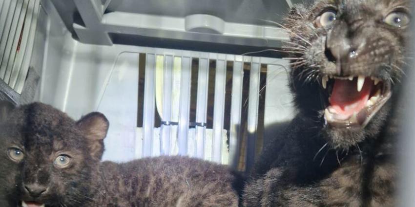 Twee zwarte panterwelpjes in een vervoersbox