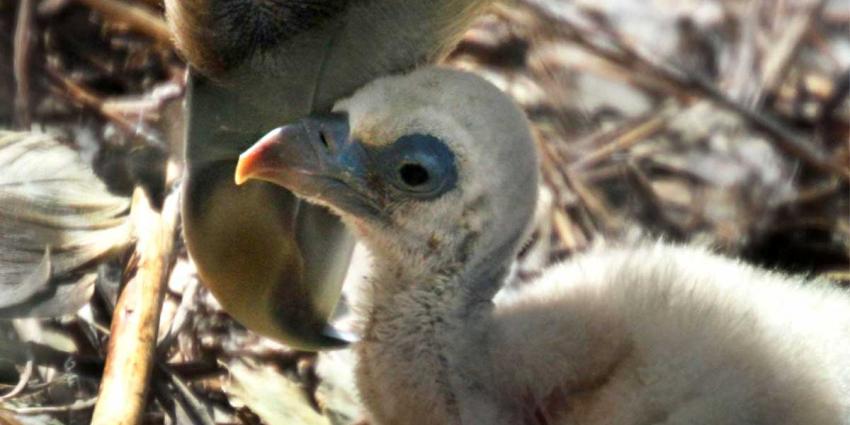 Homostel vale gieren broedt ei uit