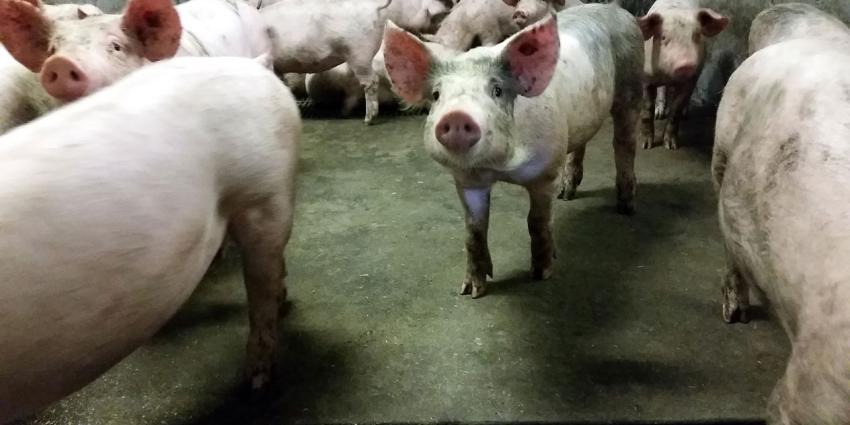 inschrijving, subsidieregeling, sanering, varkenshouderijen, geopend