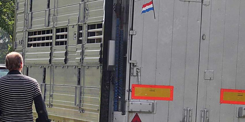NVWA controleert strenger op veevervoer tijdens hitte