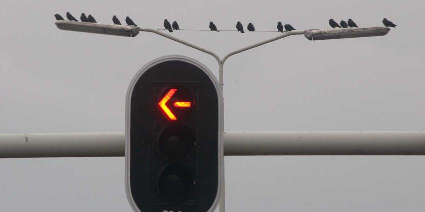 verkeerslicht-stoplicht-pijl-vogels