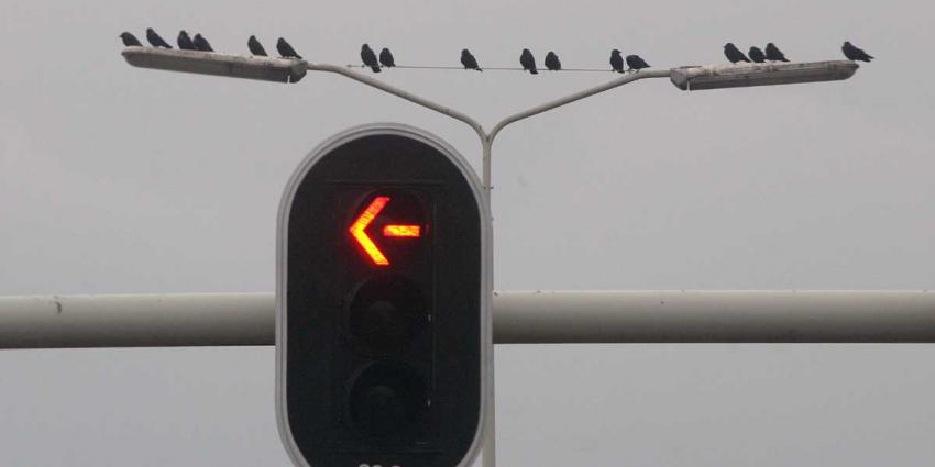 verkeerslicht-stoplicht-pijl-vogels