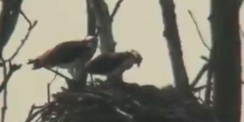 Voor het eerst in Nederland visarendjong uit ei gekropen