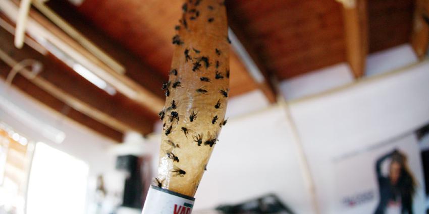 Niet eten van een bord waar een vlieg op heeft gezeten 