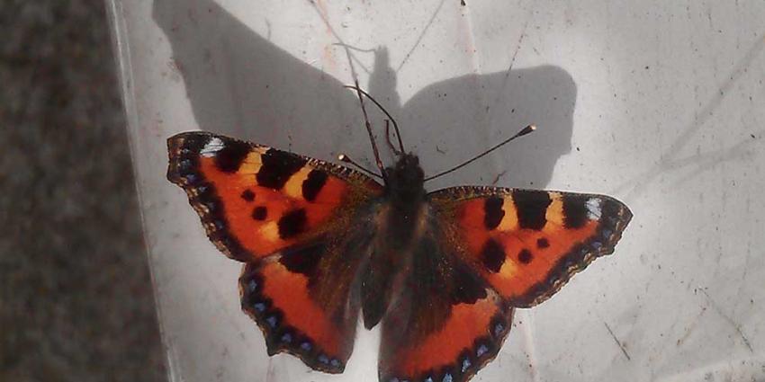 Atalanta tot nu toe meest gezien bij jaarlijkse vlindertelling