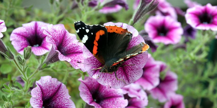 Vlinder op bloem