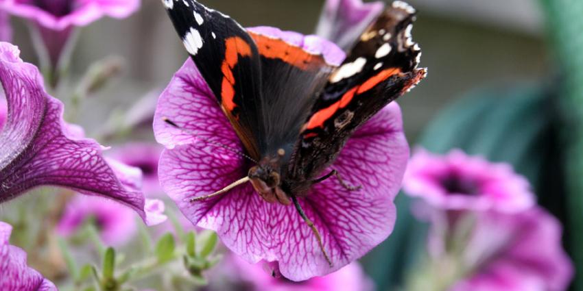 Atalanta meest getelde vlinder in Nederlandse en Vlaamse tuinen
