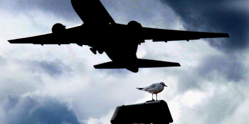 Meer vliegtuigen botsen met vogels op Schiphol