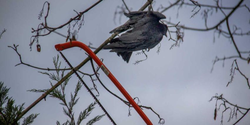 In boom vastgeraakte vogel door brandweer bevrijd
