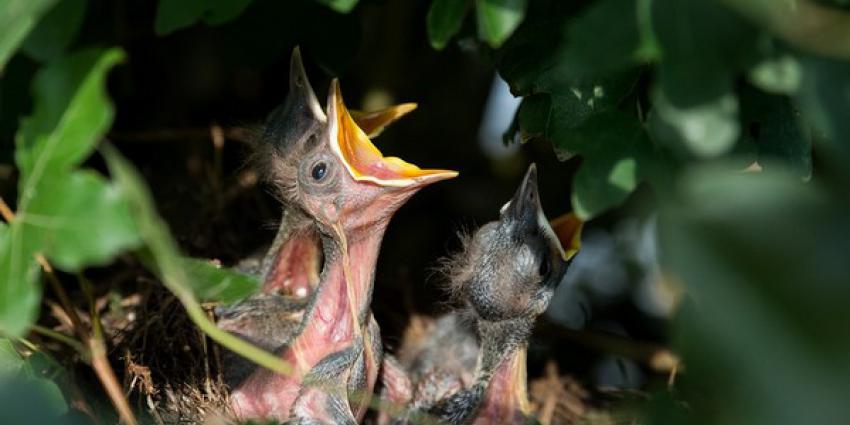 Partij voor de Dieren wil geen vuurwerkshow bij Piekenkermis   