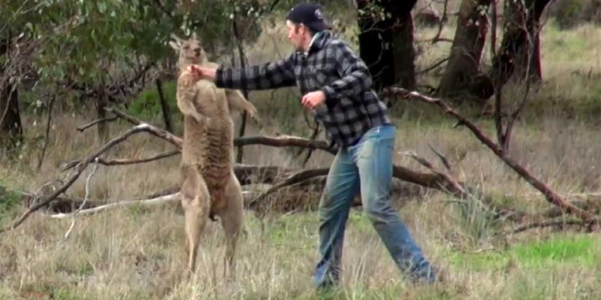 Man redt jachthond uit wurggreep kangoeroe met 'directe rechtse'
