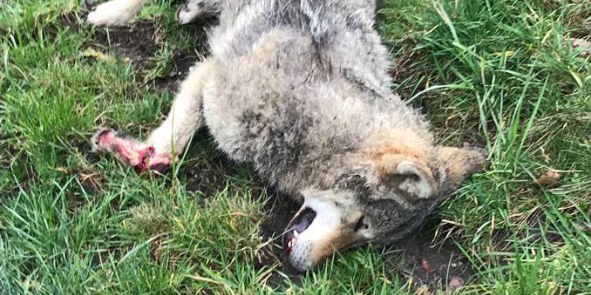 'Wolf uit Nederland doodgereden in België'