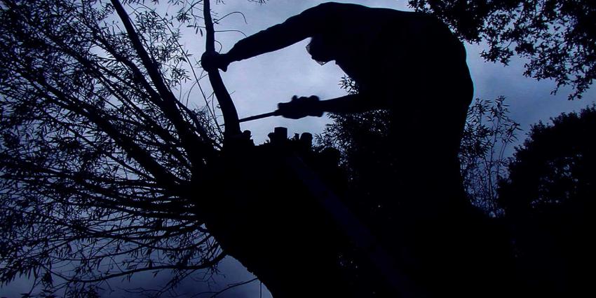 zaag-knotwilg-tak-donker