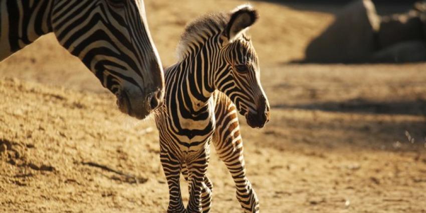 Zebraveulen voor het eerst naar buiten in DierenPark Amersfoort