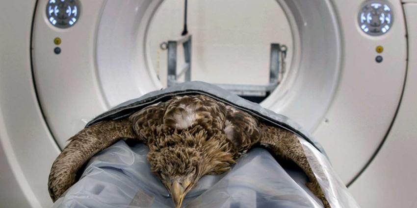 Gecrashte zeearend onderzocht in CT-scanner