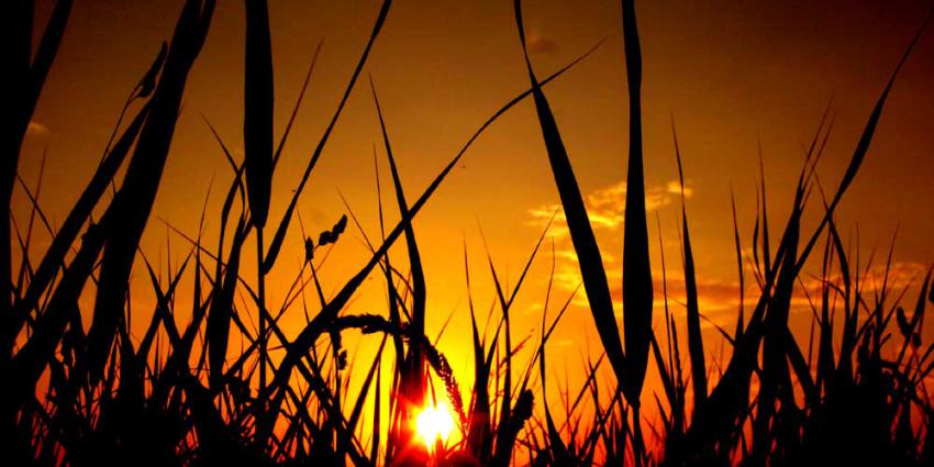 Record: 2 juli warmste juli-dag ooit en ook warmste nacht 