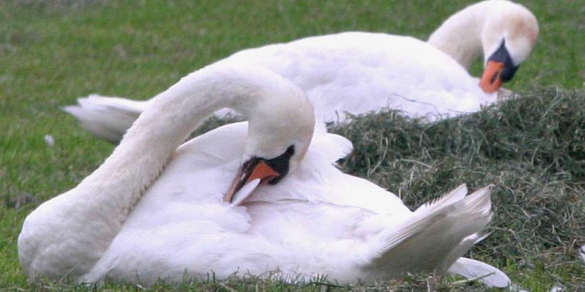 Eerste 'olievrije' zwanen weer uitgezet in natuur