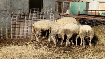 in beslag genomen schapen