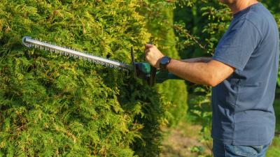 heg-snoeien-heggenschaar-tuin