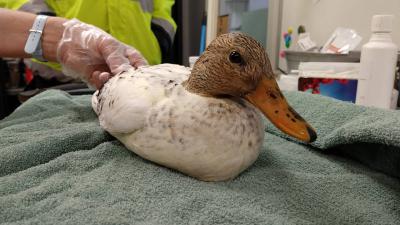 ' Eend als voetbal gebruikt'