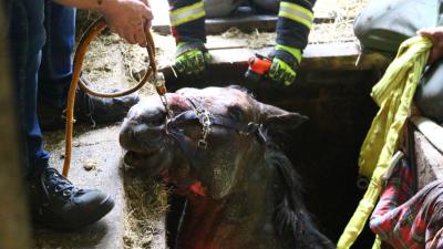 Paard zakt door rooster mestkelder
