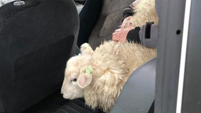 Schaap mee voor ritje in politieauto