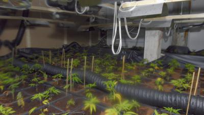 CBS: Meer wietteelt dan gedacht