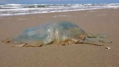 Foto van reuze kwal op strand | Ecomare