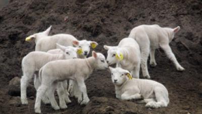 Man aangehouden voor dierenmishandeling