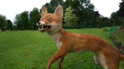 Geen hennep maar wel 50 opgezette en ingevroren dieren in woning aangetroffen