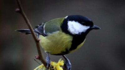 Foto van vogel | Archief FBF.nl