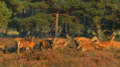 Stropersmethoden voor afschot edelherten dom en wreed