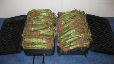 106 kilo qat gevonden in Rotterdam-Zuid